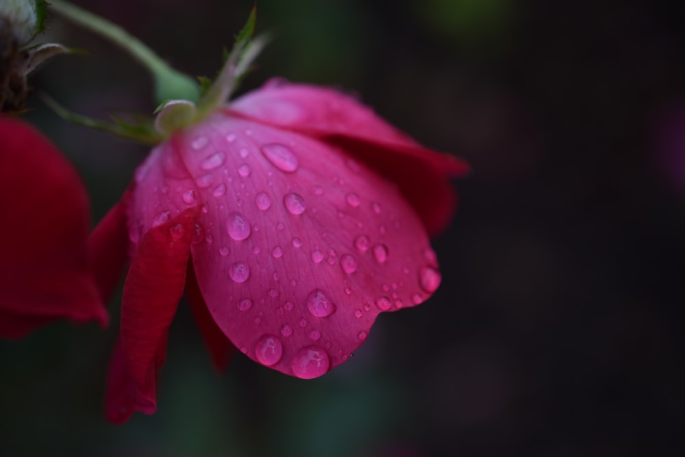 a pink flower with water droplets on it