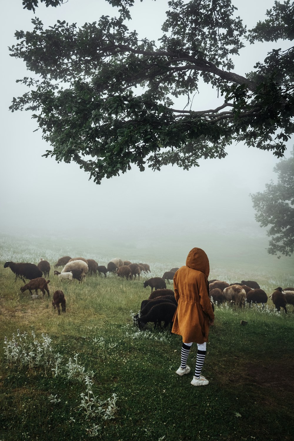 a person standing in front of a herd of cows