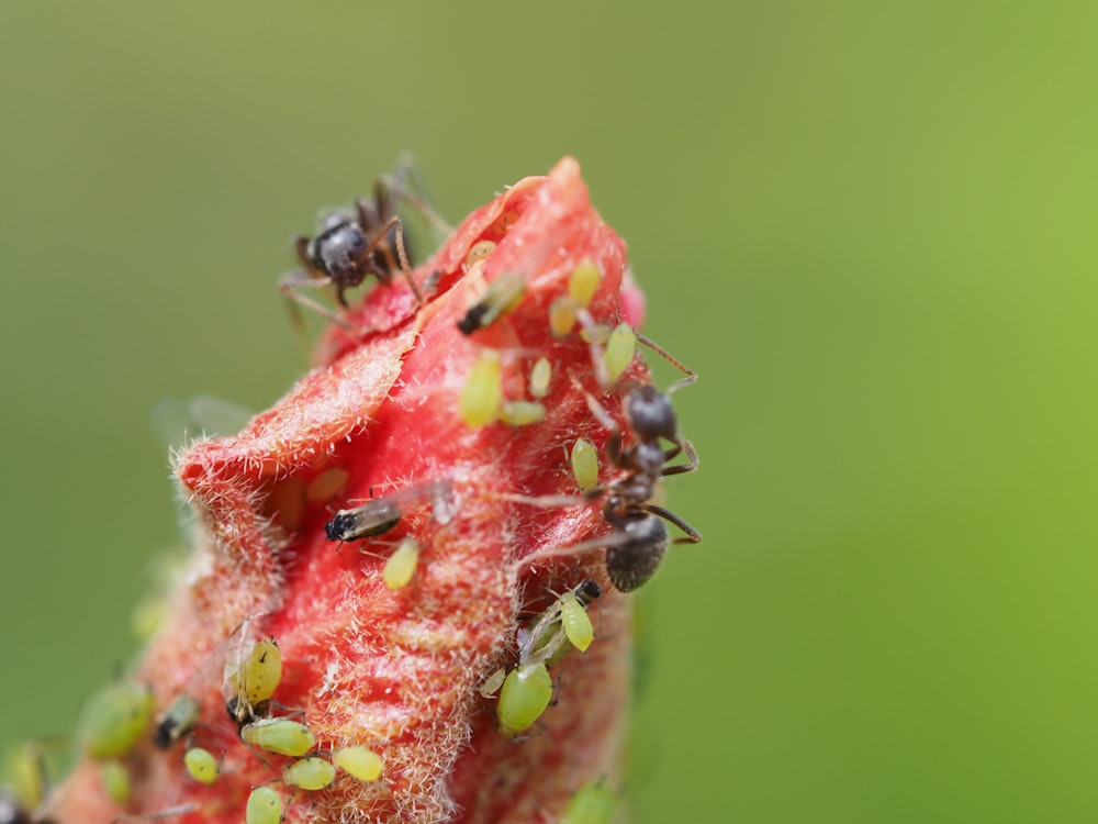 um close up de um monte de insetos em uma planta
