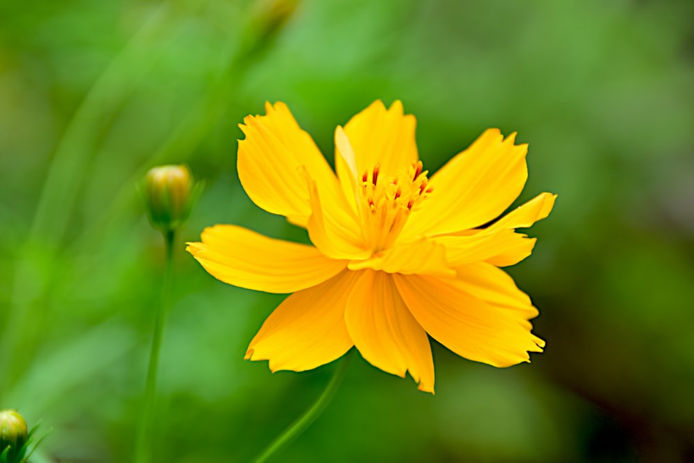 a yellow flower with green leaves in the background