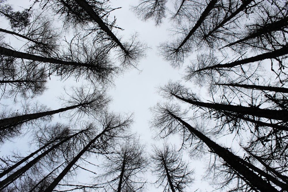 looking up at a group of tall trees