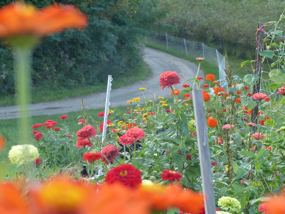 a bunch of flowers that are by a road