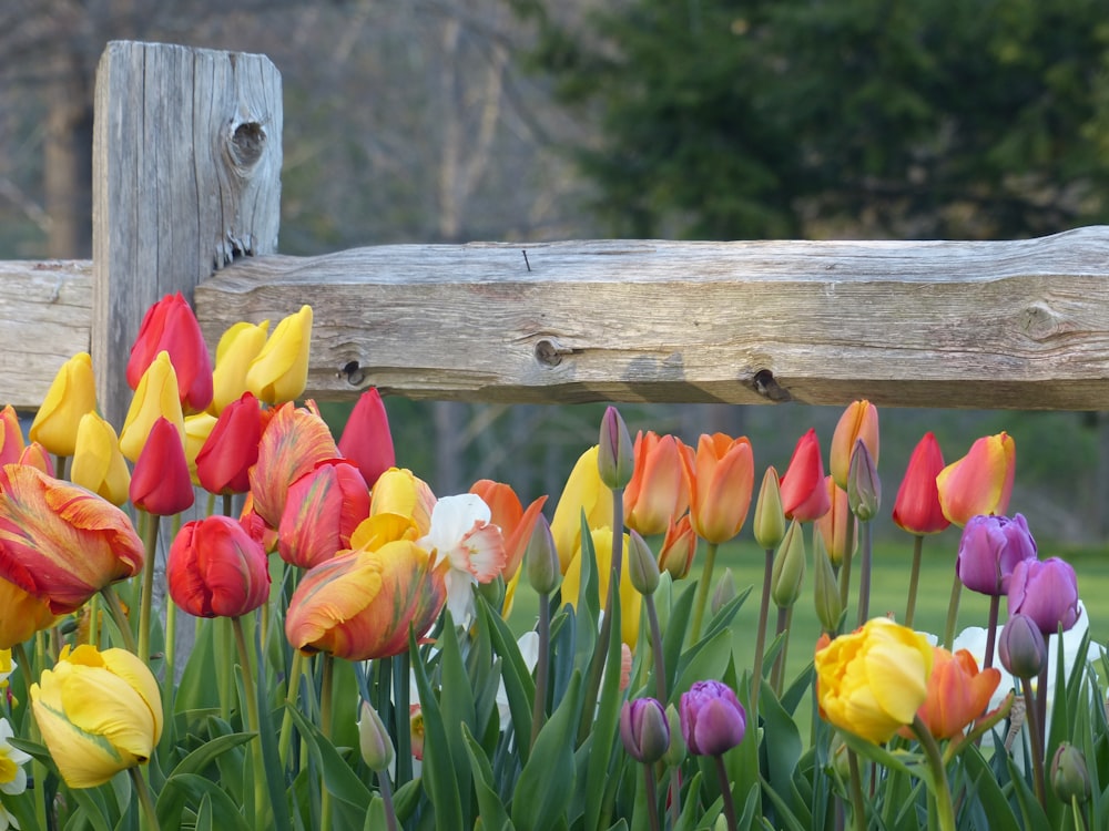 a bunch of colorful tulips in front of a wooden fence