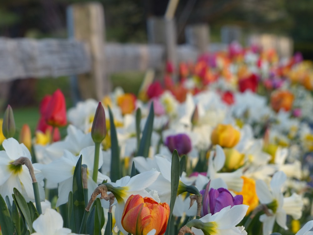 a bunch of flowers that are in the grass