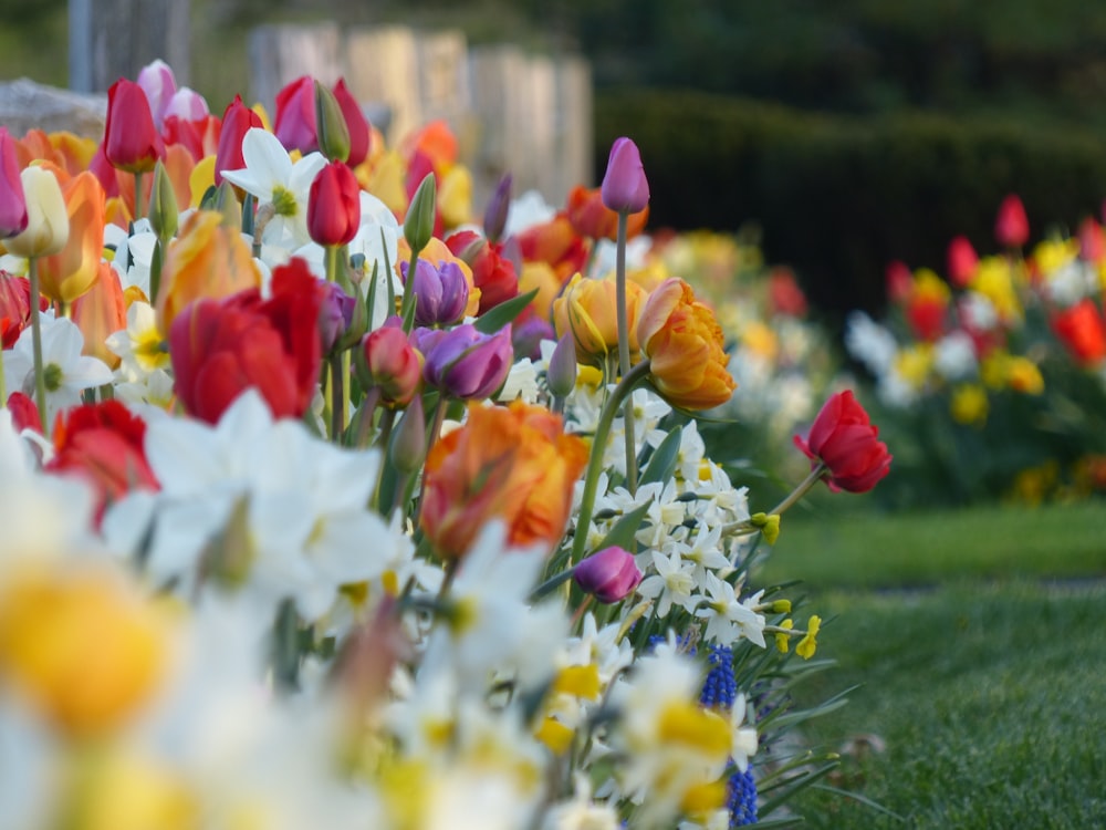 a field full of colorful flowers next to a fence