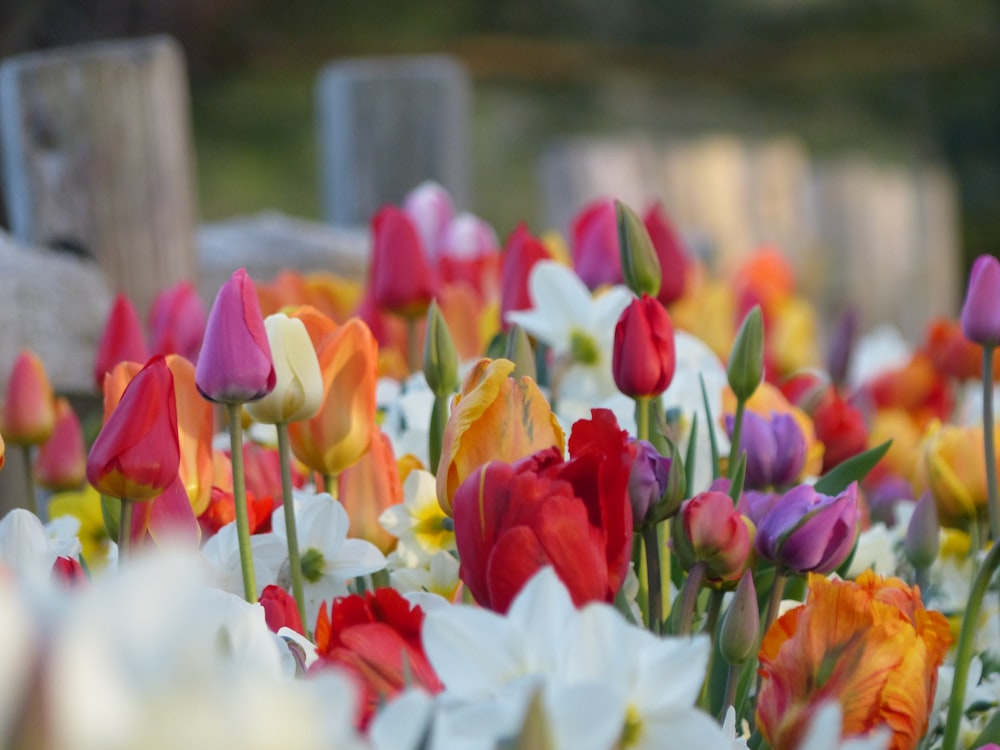 a bunch of flowers that are in the grass