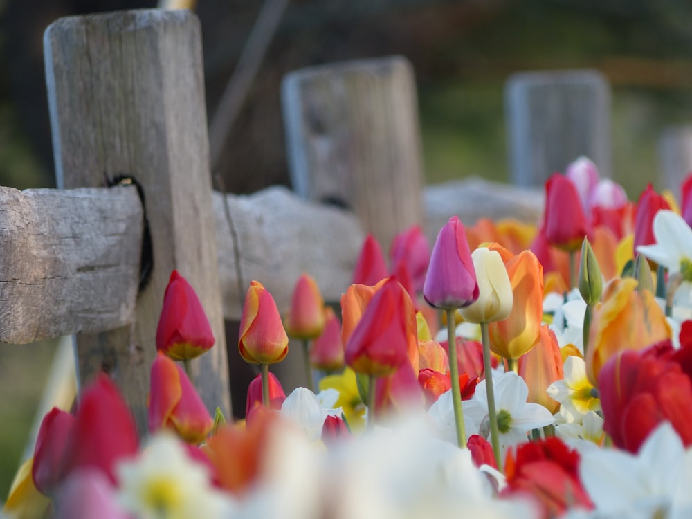 a bunch of flowers that are by a fence