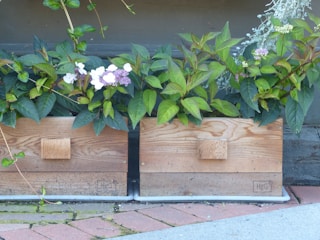 Two wooden planters are filled with lush green plants, featuring some white and purple flowers. The planters are positioned on a paved area with a muted, grey-colored background. The plants inside the planters have broad, healthy leaves.