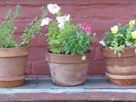 Three terracotta pots with various flowering plants sit on a wooden ledge in front of a brick wall. The plants are blooming with pink, red, and yellow flowers, surrounded by lush green foliage.