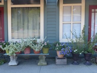 A collection of vibrant potted plants arranged in a line outside a house with green siding. The pots vary in size and material, with flowers in shades of purple, pink, and white. A bench and two distinct doors provide architectural interest, one of which is partly open to reveal interior blinds.