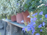 Brightly colored pots arranged on a garden shelf with various flowering plants.