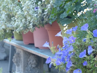 Brightly colored pots arranged on a garden shelf with various flowering plants.