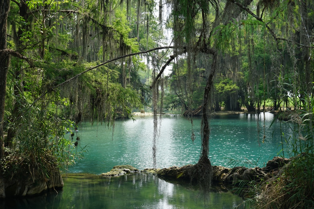 uno specchio d'acqua circondato da rigogliosi alberi verdi