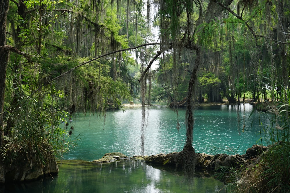 a body of water surrounded by lush green trees