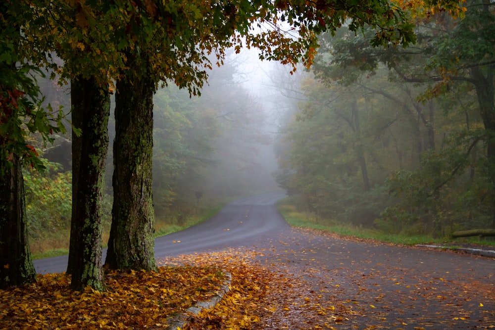 Una strada circondata da alberi nel mezzo di una foresta