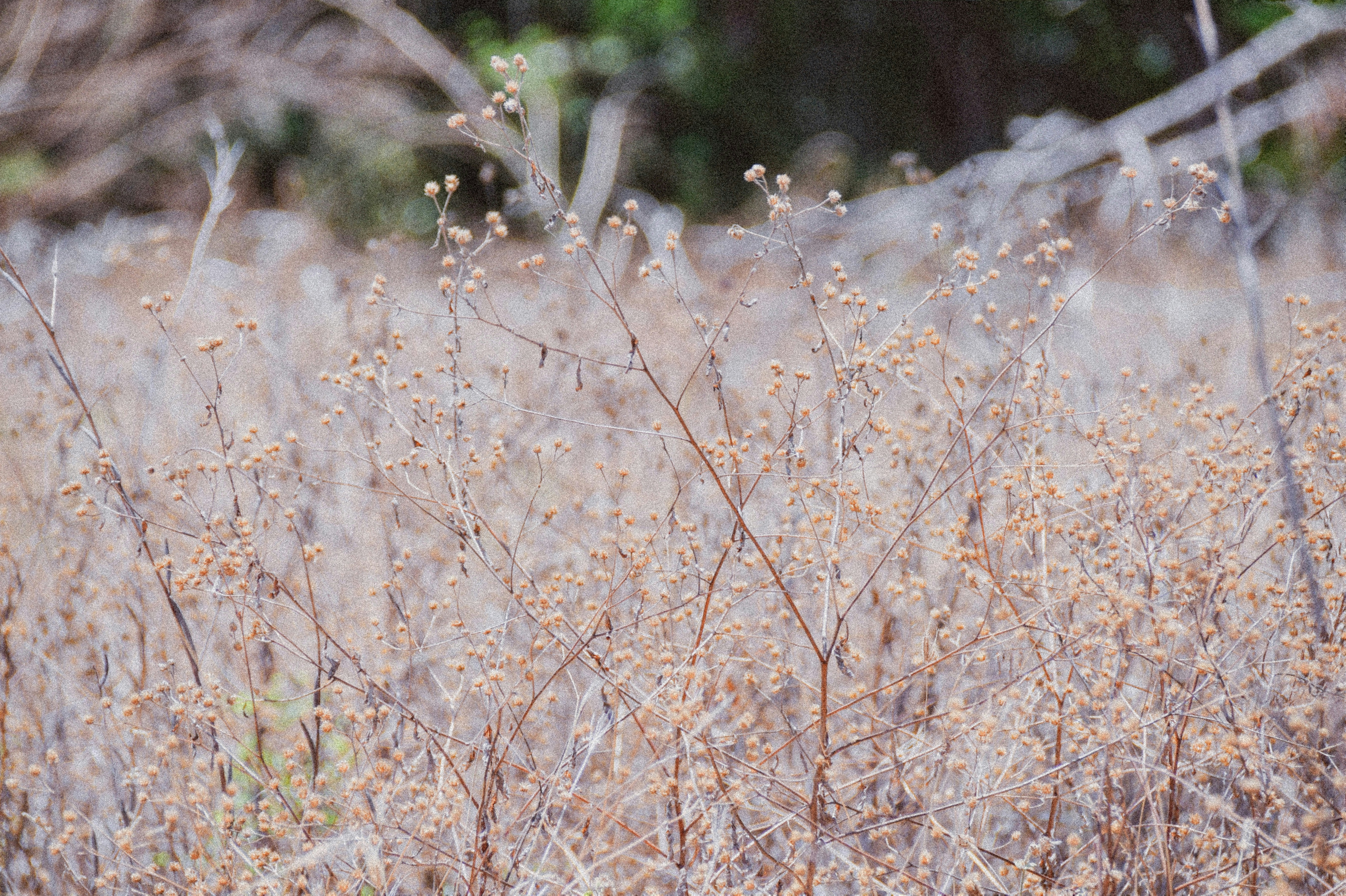 Photo by thedancingrain