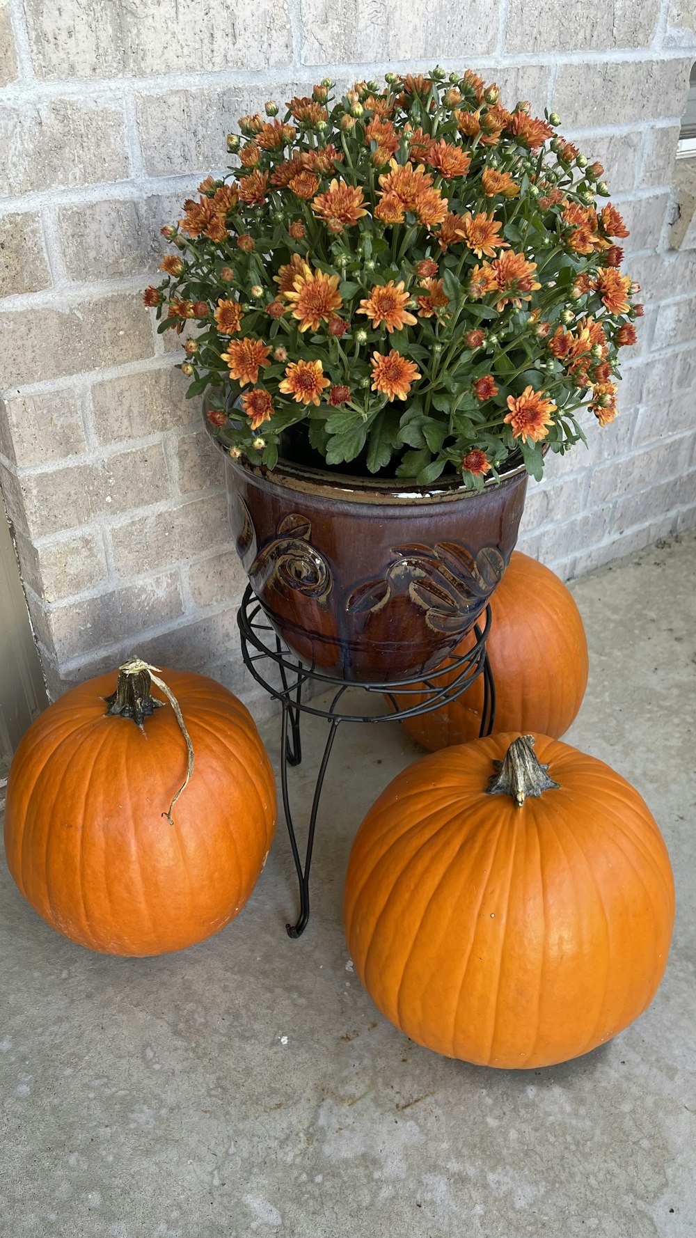a potted plant sitting next to three pumpkins