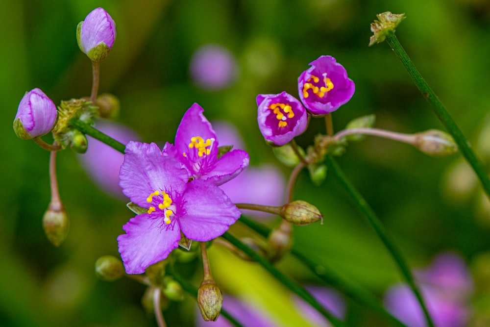a group of purple flowers with yellow centers
