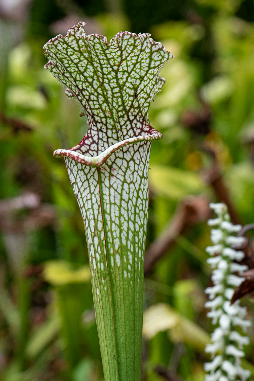 a close up of a flower with a plant in the background