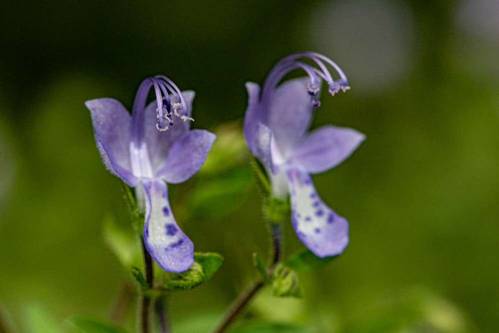 a couple of purple flowers sitting on top of a green plant