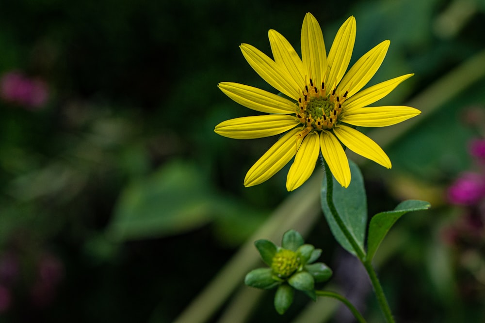 a close up of a yellow flower with a green stem