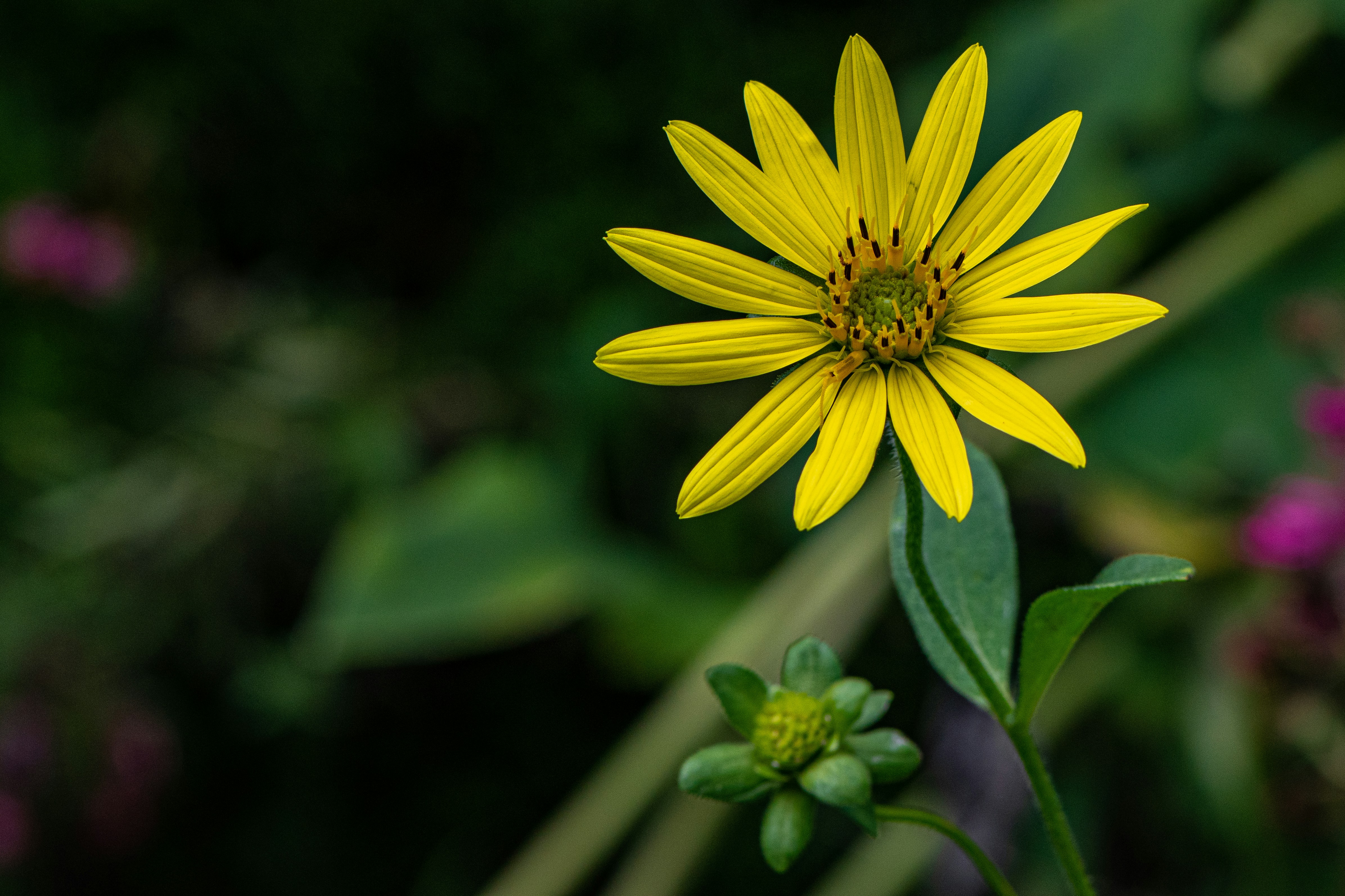 Choose from a curated selection of flower photos. Always free on Unsplash.