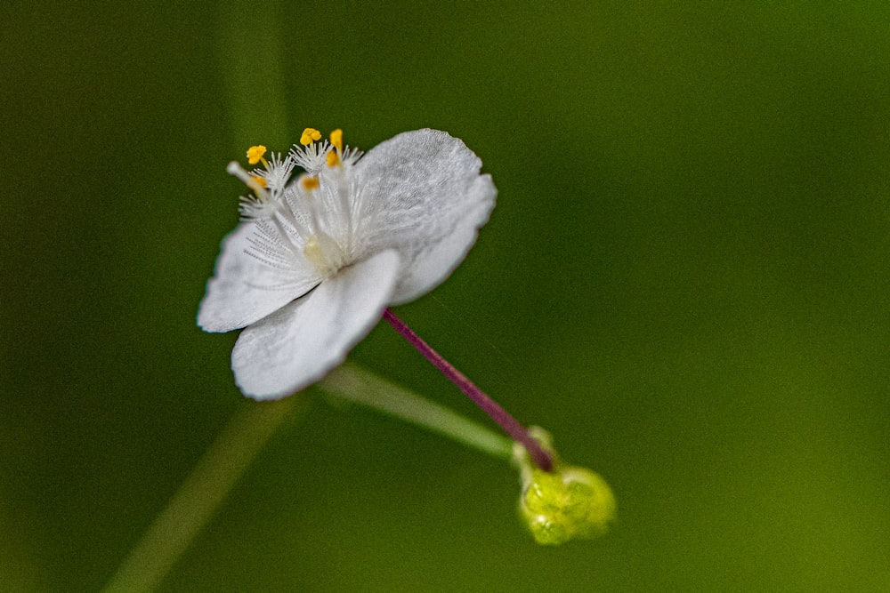 um close up de uma flor branca com um fundo verde