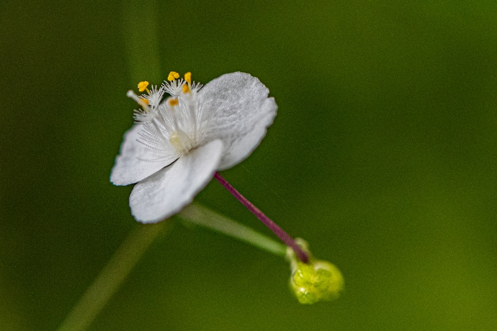 a close up of a white flower with a green background