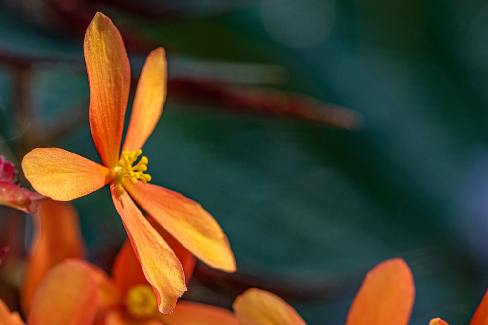 um close up de uma flor laranja com um fundo desfocado