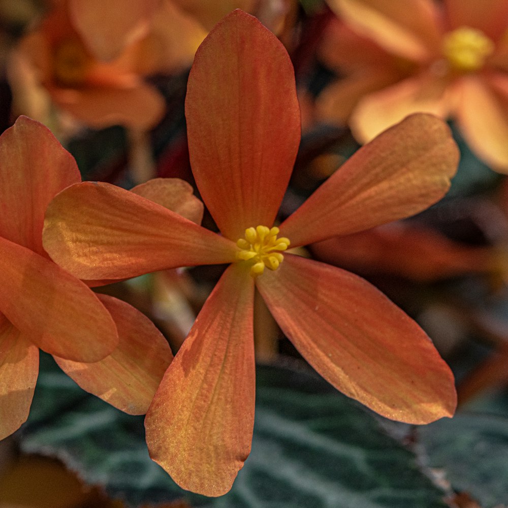 a group of orange flowers with green leaves