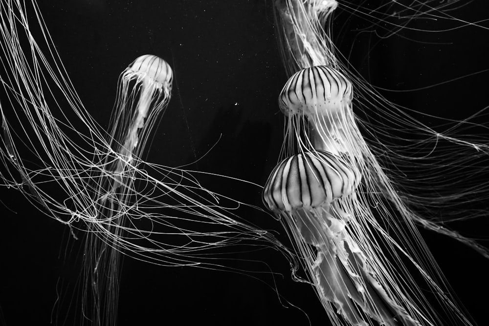 Un groupe de méduses nageant sur une photo en noir et blanc