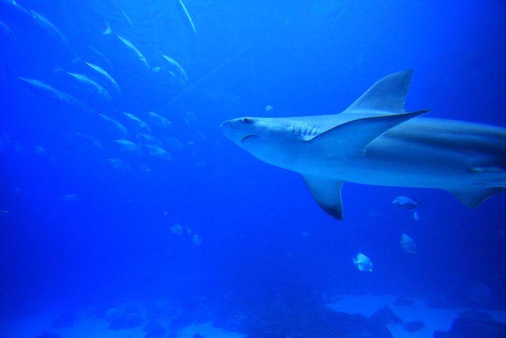 a large group of fish swimming in the ocean