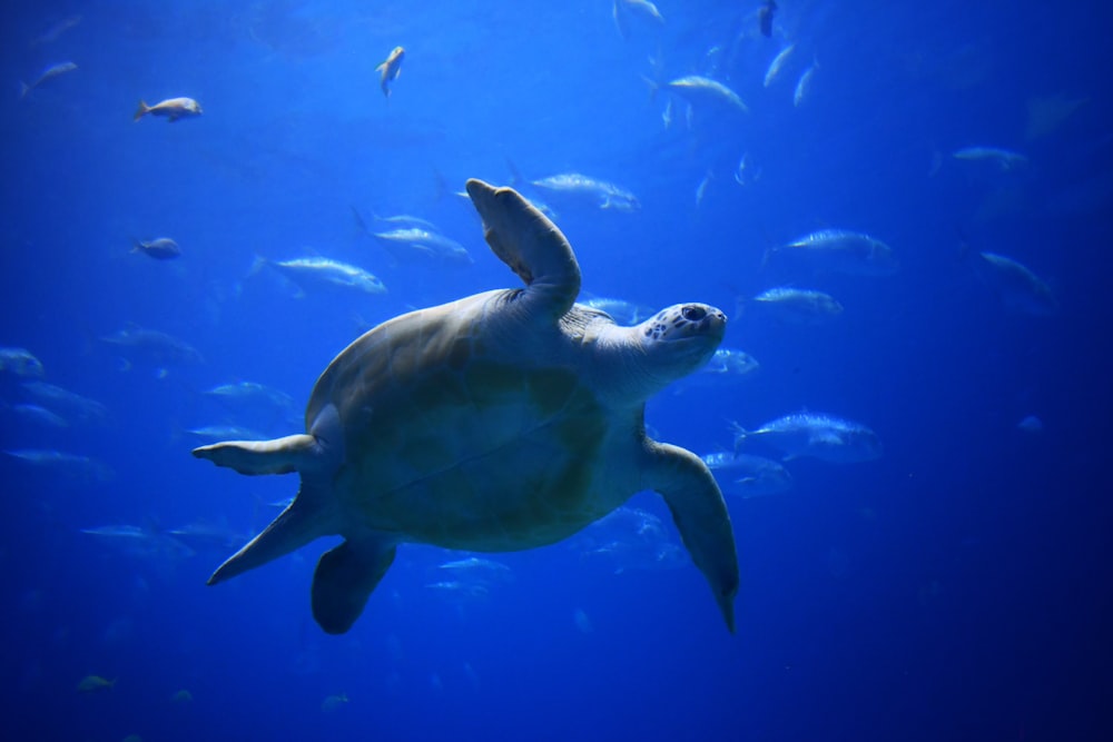 a large turtle swimming in the ocean surrounded by fish