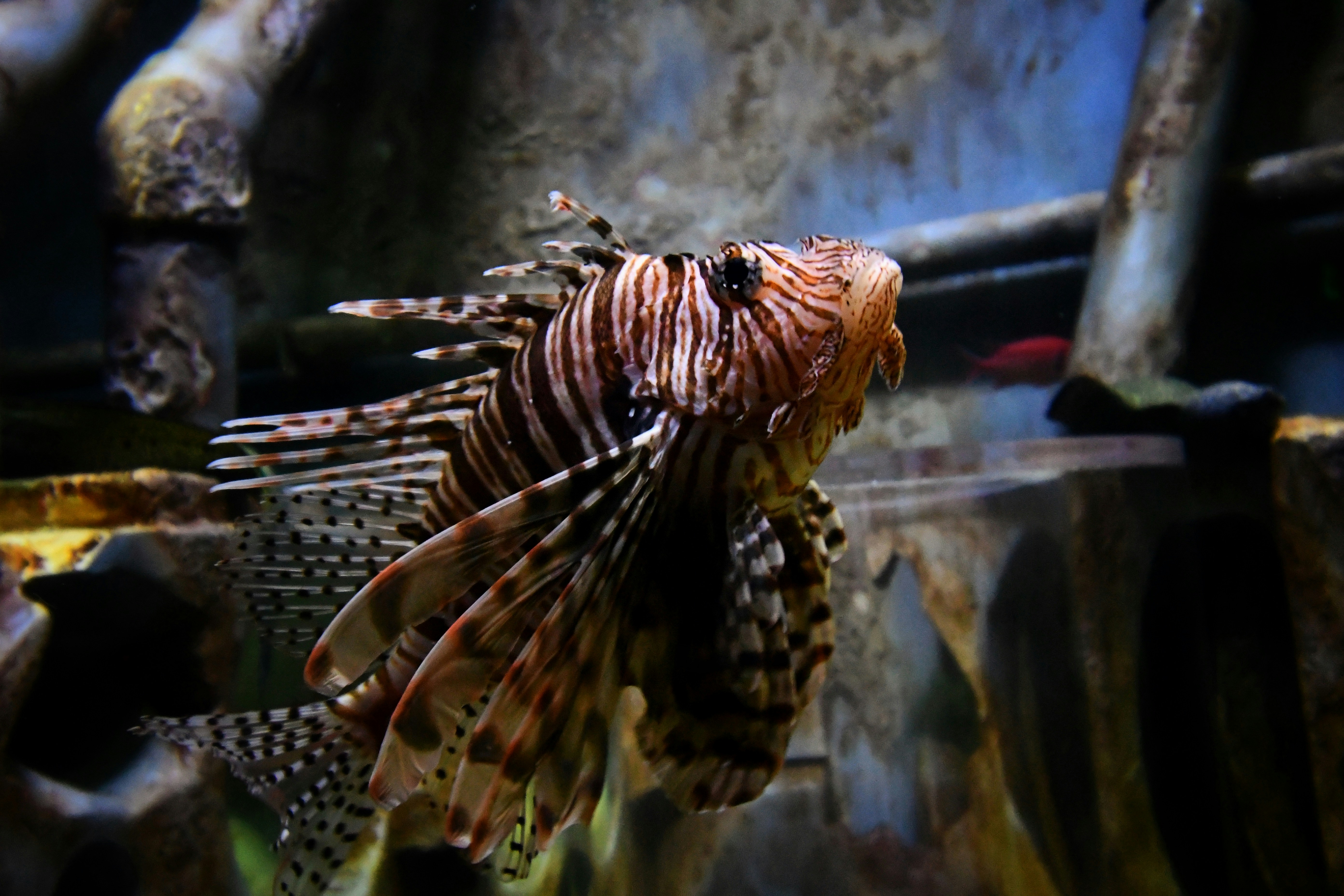 a close up of a fish in a tank