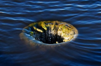 A mysterious whirlpool with dark, swirling water surrounding a central hole, partially covered in green moss or algae.