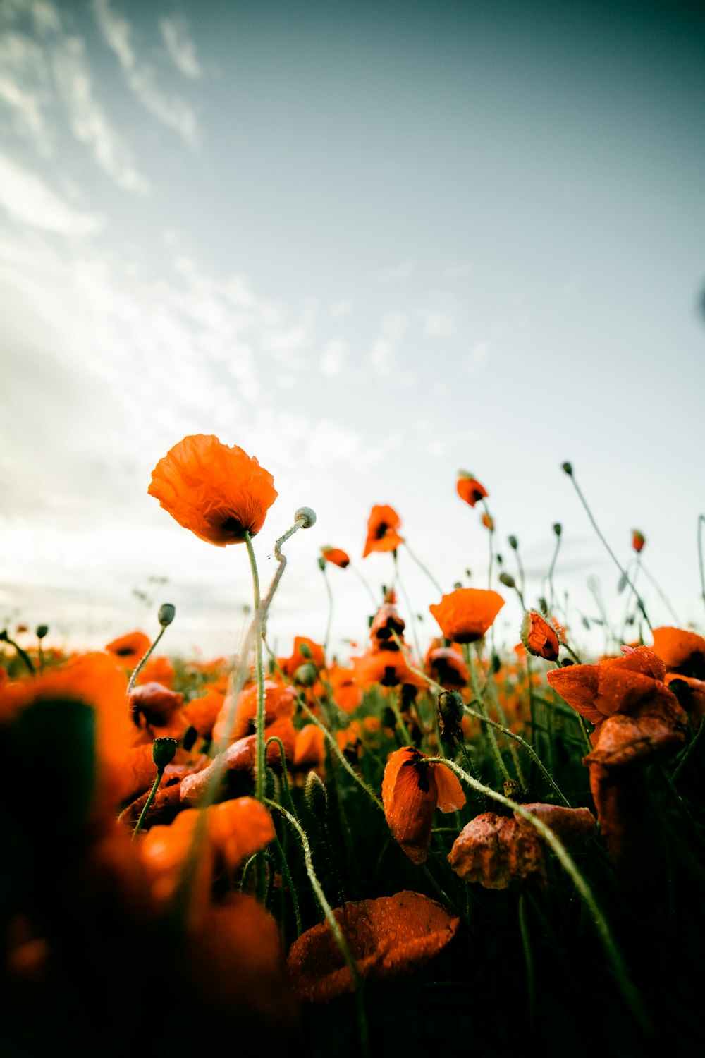 a field full of orange flowers under a blue sky