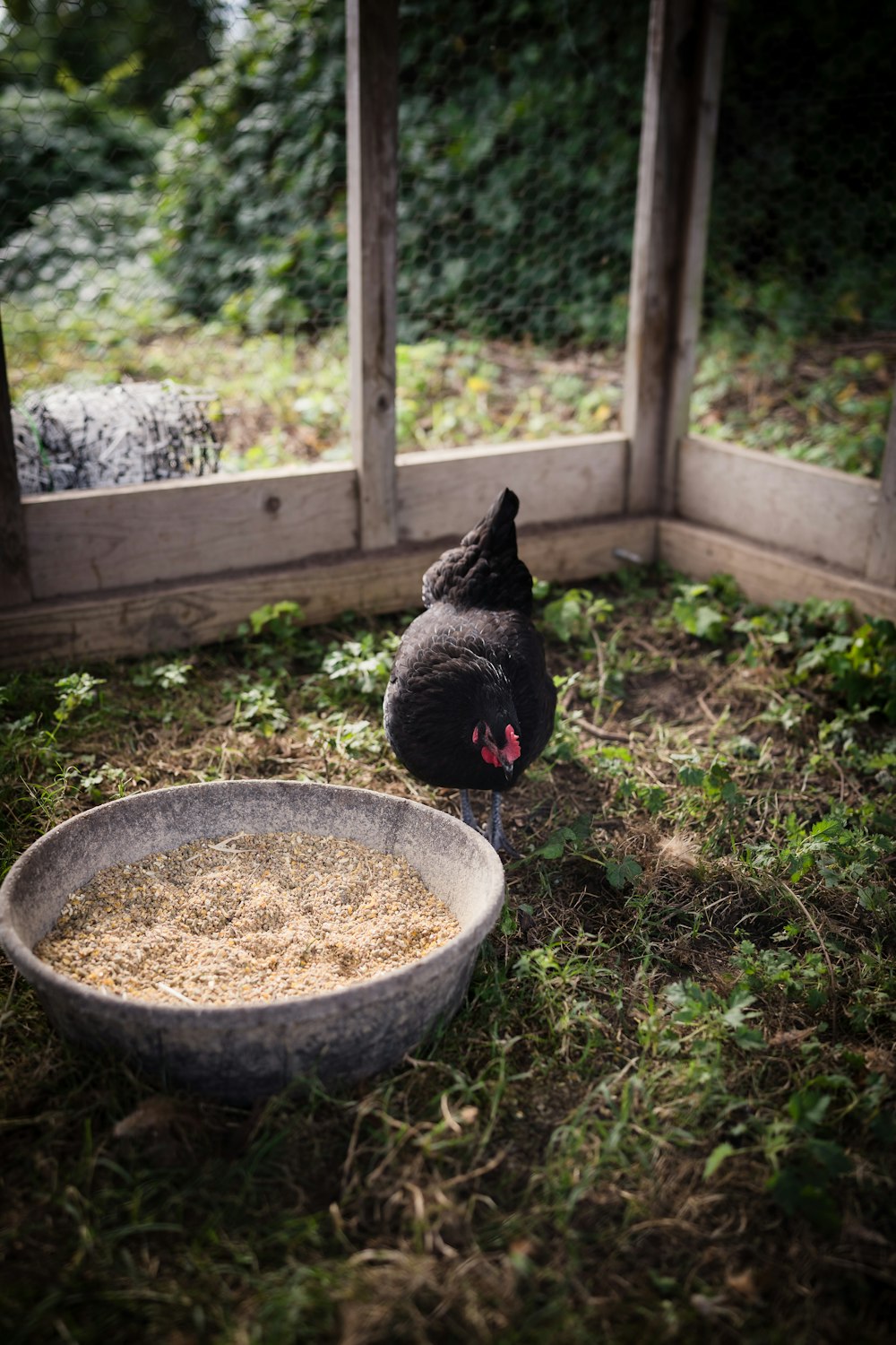 a chicken standing next to a bowl of hay