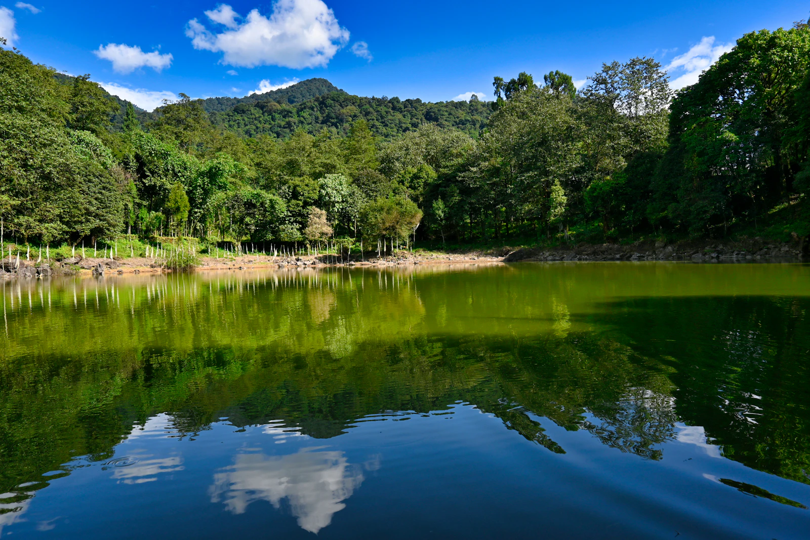 Kathok Lake at Yuksom in West Sikkim, the forest and a green hill mirrored in its still water under a clear blue sky