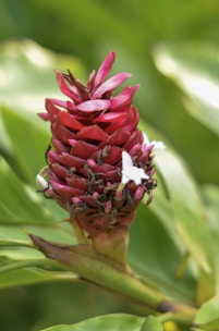 A vibrant red ginger flower with layers of tightly packed petals is surrounded by broad green leaves. The petals have a glossy appearance, and small white blossoms are emerging from the cluster.