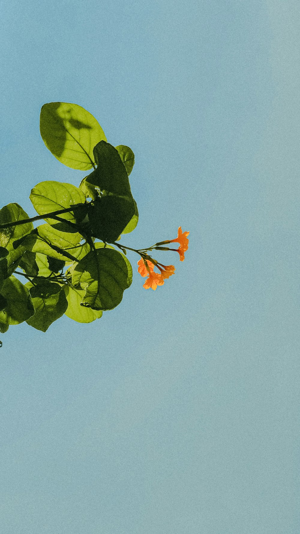 a tree branch with orange flowers against a blue sky
