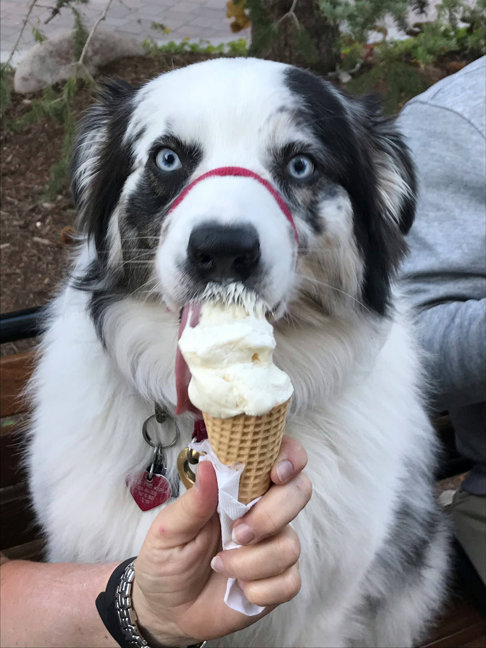 a black and white dog eating an ice cream cone