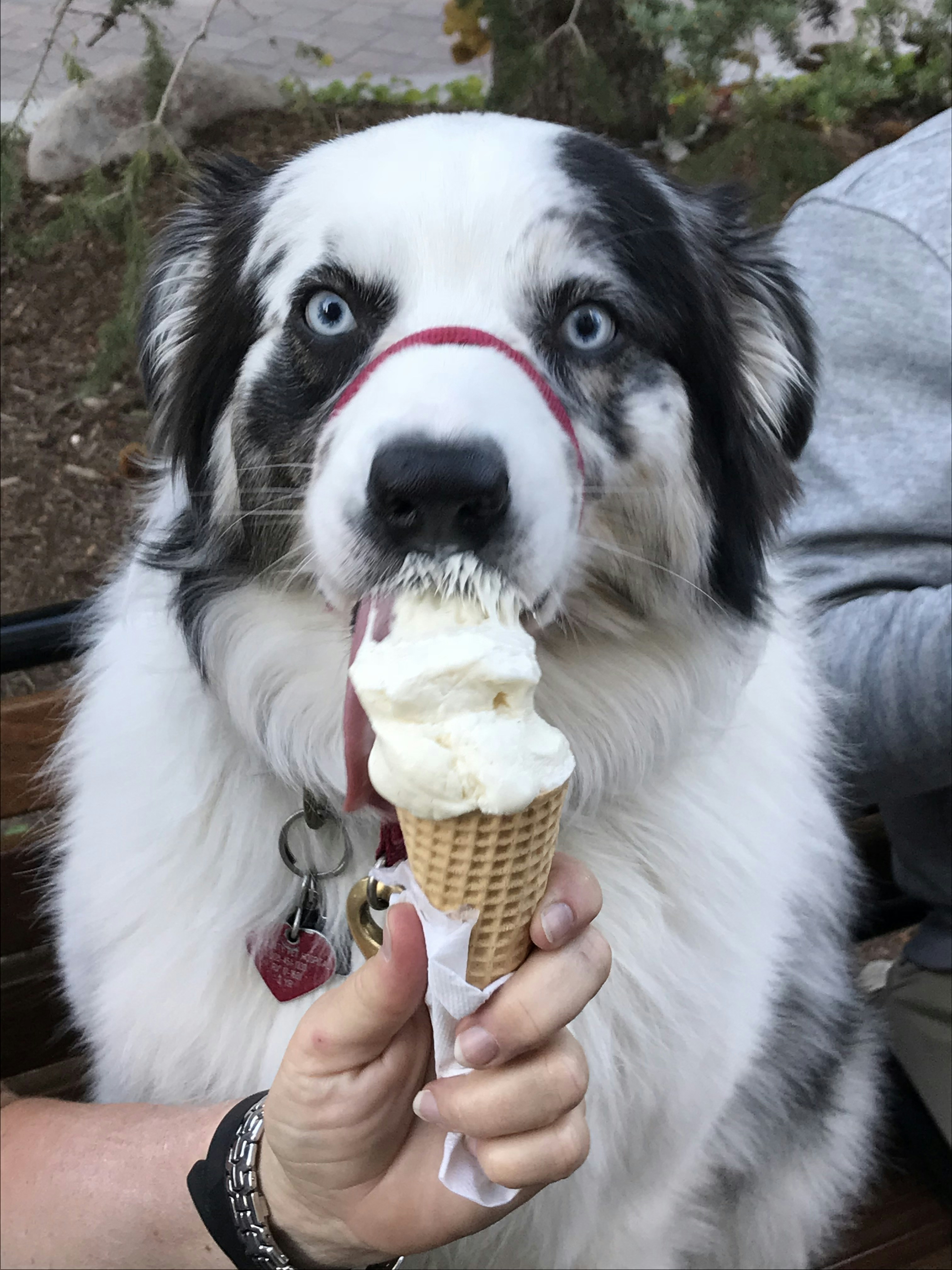 Ice cream