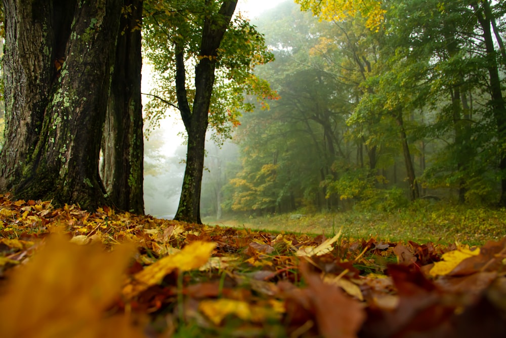 a forest filled with lots of trees covered in leaves