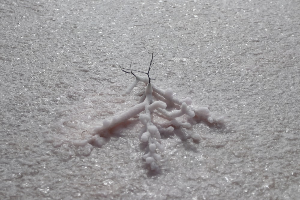 a small tree branch sticking out of the snow