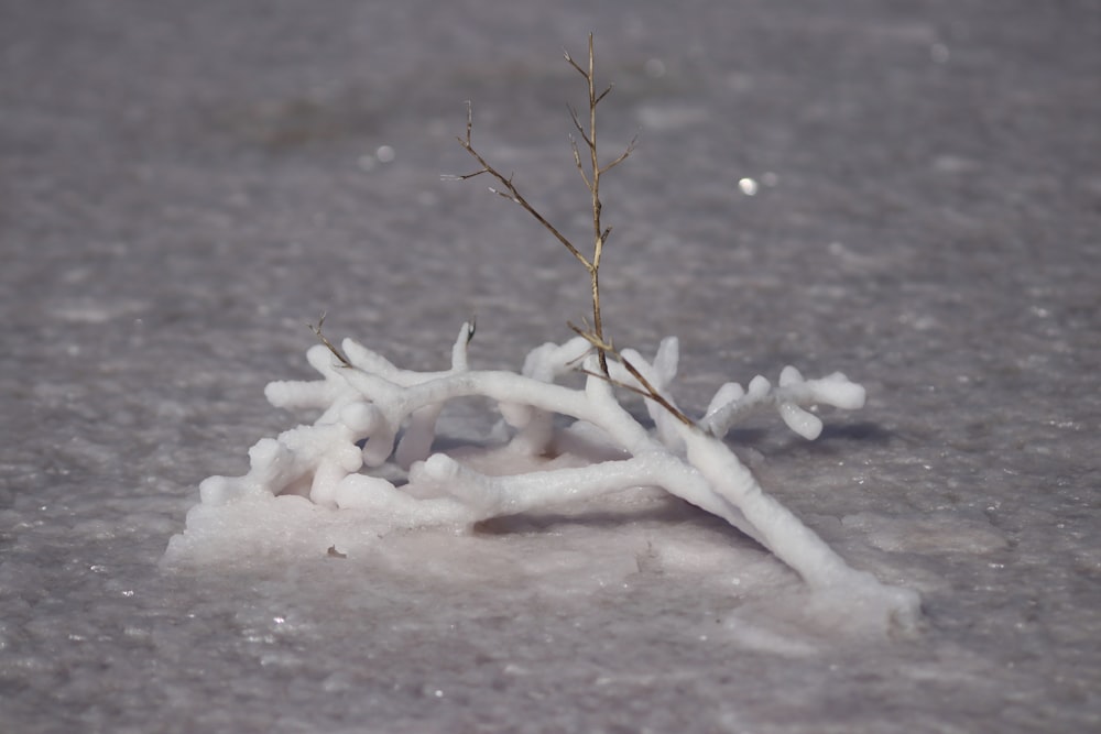 a small plant sprouts out of the snow