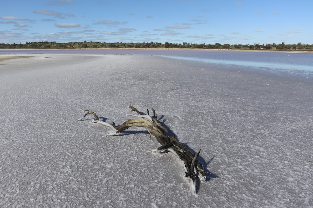 a dead tree in the middle of a frozen lake