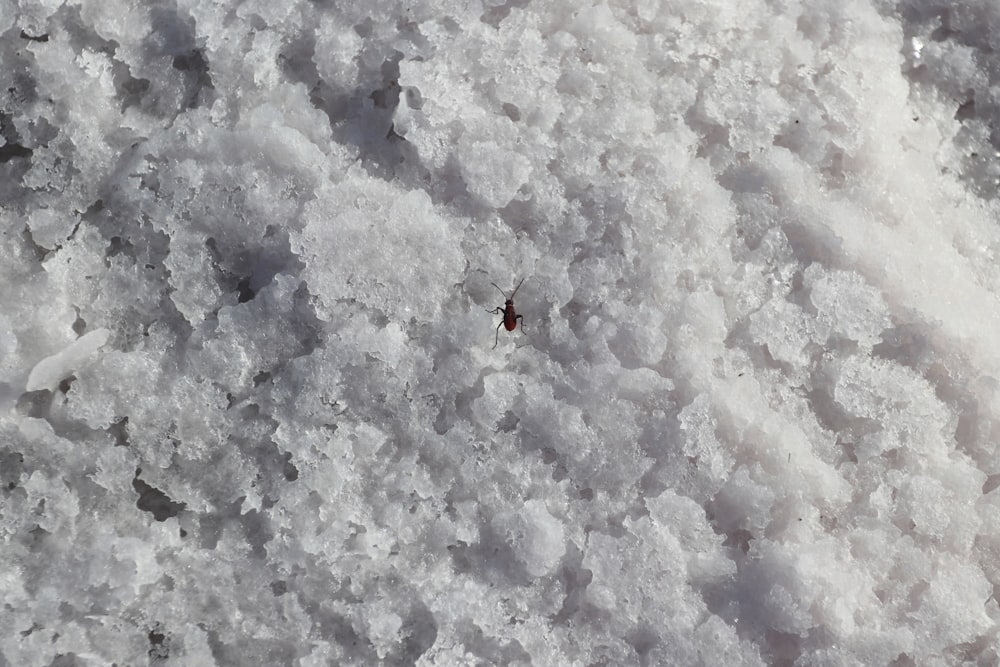 um inseto está sentado no chão coberto de neve