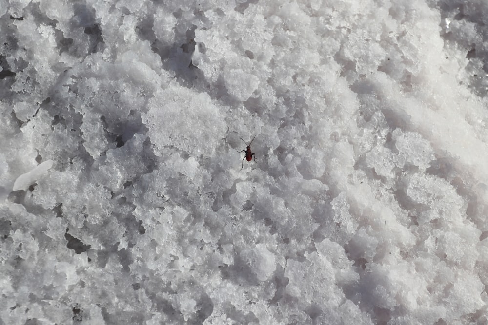 Ein Käfer sitzt auf dem schneebedeckten Boden