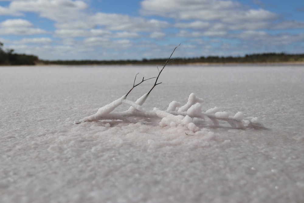 a small plant sprouts out of the snow