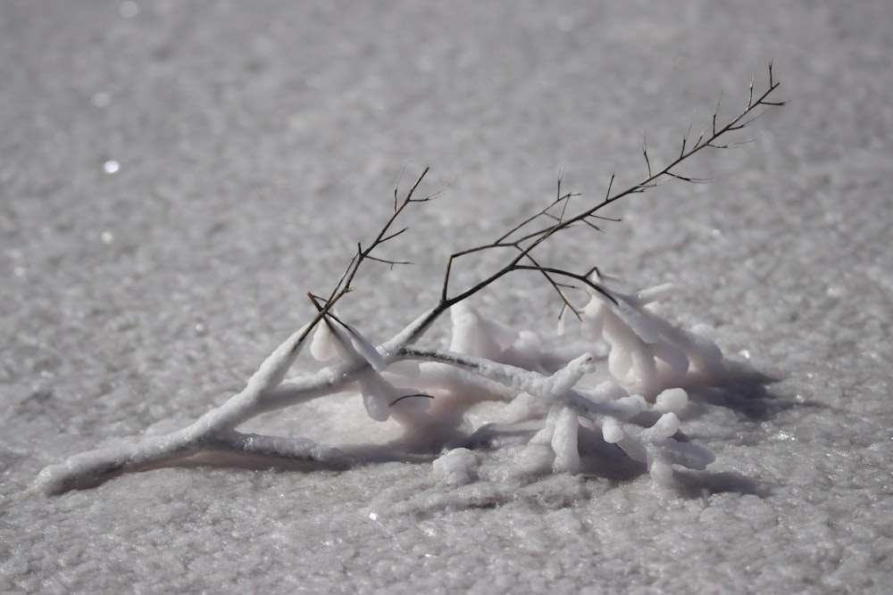 a small plant sprouts out of the snow